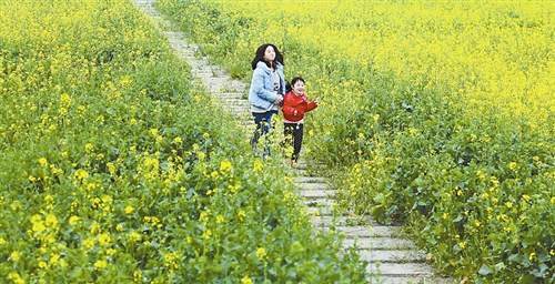 成都近郊景区、乡镇鲜花竞相绽放 大批游客寻春踏春